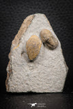 07702 - Beautiful 0.64 Inch Cyclopyge sibilla Upper Ordovician Trilobite