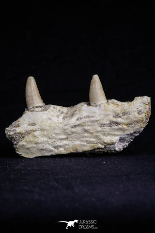 20489 - Top Rare 2.70 Inch Maroccosuchus zennaroi Right Maxillary Fragment