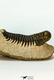 30673 - Top Quality 3.20 Inch Crotalocephalina (Crotalocephalus) gibbus Lower Devonian Trilobite