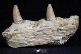 20489 - Top Rare 2.70 Inch Maroccosuchus zennaroi Right Maxillary Fragment