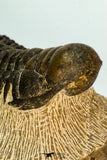 30673 - Top Quality 3.20 Inch Crotalocephalina (Crotalocephalus) gibbus Lower Devonian Trilobite