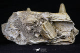 20489 - Top Rare 2.70 Inch Maroccosuchus zennaroi Right Maxillary Fragment