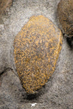 07702 - Beautiful 0.64 Inch Cyclopyge sibilla Upper Ordovician Trilobite