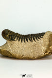 30673 - Top Quality 3.20 Inch Crotalocephalina (Crotalocephalus) gibbus Lower Devonian Trilobite