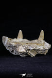 20489 - Top Rare 2.70 Inch Maroccosuchus zennaroi Right Maxillary Fragment