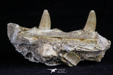 20489 - Top Rare 2.70 Inch Maroccosuchus zennaroi Right Maxillary Fragment