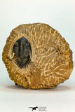 30674 - Well Prepared 1.68 Inch Metacanthina issoumourensis Lower Devonian