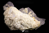 21679 - Finest Quality Fluorite Cubes On White Blanded Barite Morocco