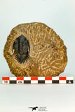 30674 - Well Prepared 1.68 Inch Metacanthina issoumourensis Lower Devonian