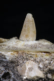 20489 - Top Rare 2.70 Inch Maroccosuchus zennaroi Right Maxillary Fragment