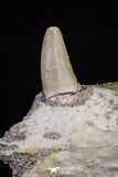 20489 - Top Rare 2.70 Inch Maroccosuchus zennaroi Right Maxillary Fragment