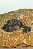 30674 - Well Prepared 1.68 Inch Metacanthina issoumourensis Lower Devonian