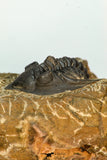 30674 - Well Prepared 1.68 Inch Metacanthina issoumourensis Lower Devonian