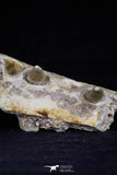 20489 - Top Rare 2.70 Inch Maroccosuchus zennaroi Right Maxillary Fragment