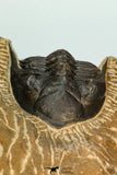 30674 - Well Prepared 1.68 Inch Metacanthina issoumourensis Lower Devonian