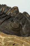 30674 - Well Prepared 1.68 Inch Metacanthina issoumourensis Lower Devonian