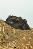 30674 - Well Prepared 1.68 Inch Metacanthina issoumourensis Lower Devonian