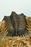 30674 - Well Prepared 1.68 Inch Metacanthina issoumourensis Lower Devonian