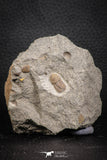 07705 - Beautiful 0.54 Inch Cyclopyge sibilla Upper Ordovician Trilobite