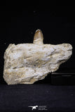 20490 - Top Rare 3.23 Inch Maroccosuchus zennaroi Right Mandibular Fragment