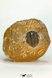 30675 - Beautiful 1.36 Inch Metacanthina issoumourensis Lower Devonian