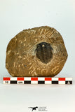 30675 - Beautiful 1.36 Inch Metacanthina issoumourensis Lower Devonian