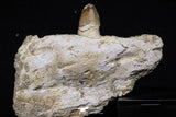 20490 - Top Rare 3.23 Inch Maroccosuchus zennaroi Right Mandibular Fragment