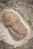 07705 - Beautiful 0.54 Inch Cyclopyge sibilla Upper Ordovician Trilobite