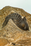 30675 - Beautiful 1.36 Inch Metacanthina issoumourensis Lower Devonian