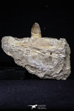 20490 - Top Rare 3.23 Inch Maroccosuchus zennaroi Right Mandibular Fragment