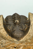 30675 - Beautiful 1.36 Inch Metacanthina issoumourensis Lower Devonian
