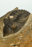 30675 - Beautiful 1.36 Inch Metacanthina issoumourensis Lower Devonian