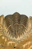 30675 - Beautiful 1.36 Inch Metacanthina issoumourensis Lower Devonian