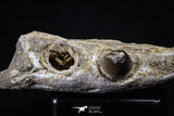 20490 - Top Rare 3.23 Inch Maroccosuchus zennaroi Right Mandibular Fragment