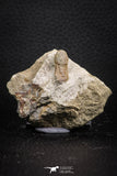07707 - Beautiful 0.68 Inch Cyclopyge sibilla Upper Ordovician Trilobite