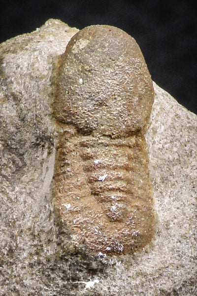 Beautiful 0.68 Inch Cyclopyge sibilla Upper Ordovician Trilobite ...
