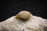 07707 - Beautiful 0.68 Inch Cyclopyge sibilla Upper Ordovician Trilobite
