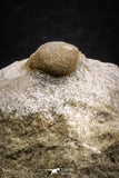 07707 - Beautiful 0.68 Inch Cyclopyge sibilla Upper Ordovician Trilobite