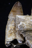 20491 - Top Rare 2.43 Inch Maroccosuchus zennaroi Left Maxillary Fragment