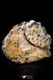 21681 - Top Beautiful Orange Barite and Cerussite over Galena Mibladen Morocco