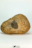 30677 - Top Beautiful 1.28 Inch Metacanthina issoumourensis Lower Devonian