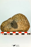 30677 - Top Beautiful 1.28 Inch Metacanthina issoumourensis Lower Devonian