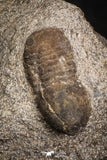 07708 - Beautiful 0.59 Inch Cyclopyge sibilla Upper Ordovician Trilobite