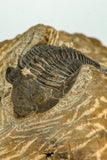 30677 - Top Beautiful 1.28 Inch Metacanthina issoumourensis Lower Devonian