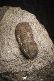07708 - Beautiful 0.59 Inch Cyclopyge sibilla Upper Ordovician Trilobite