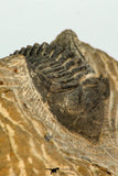 30677 - Top Beautiful 1.28 Inch Metacanthina issoumourensis Lower Devonian