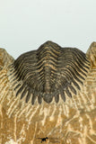 30677 - Top Beautiful 1.28 Inch Metacanthina issoumourensis Lower Devonian