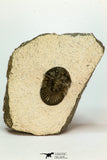 30678 - Top Beautiful 1.33 Inch Scabriscutellum sp Middle Devonian Trilobite
