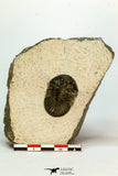 30678 - Top Beautiful 1.33 Inch Scabriscutellum sp Middle Devonian Trilobite