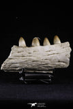 20492 - Top Rare 4.20 Inch Maroccosuchus zennaroi Left Mandibular Fragment